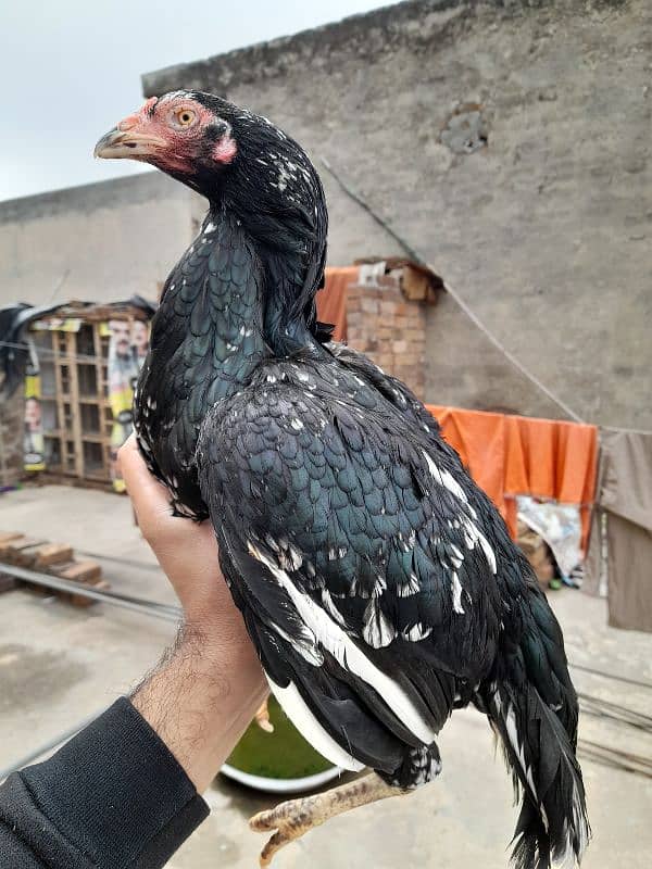 kali cheeni quality aseel hen for sale 0