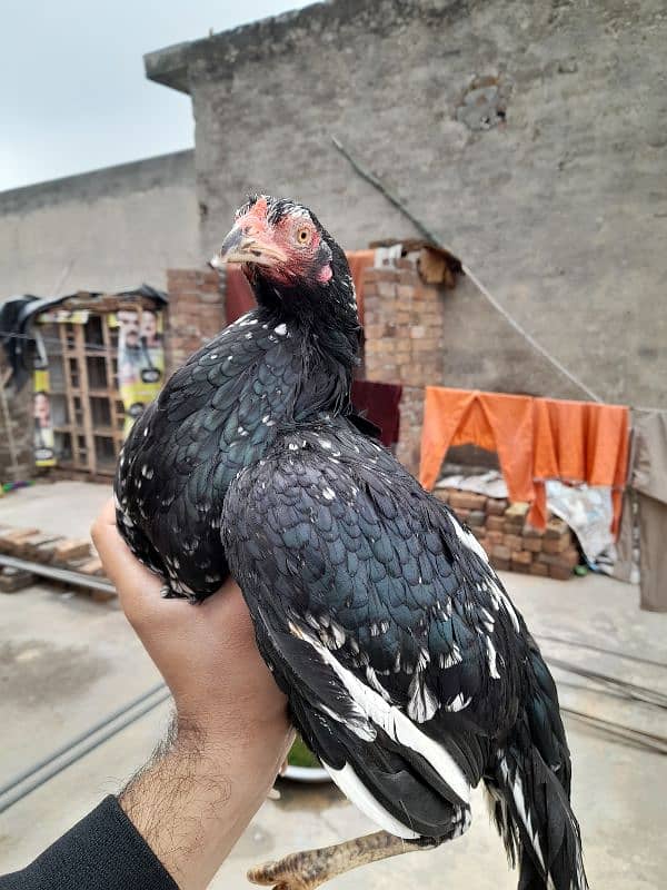 kali cheeni quality aseel hen for sale 2