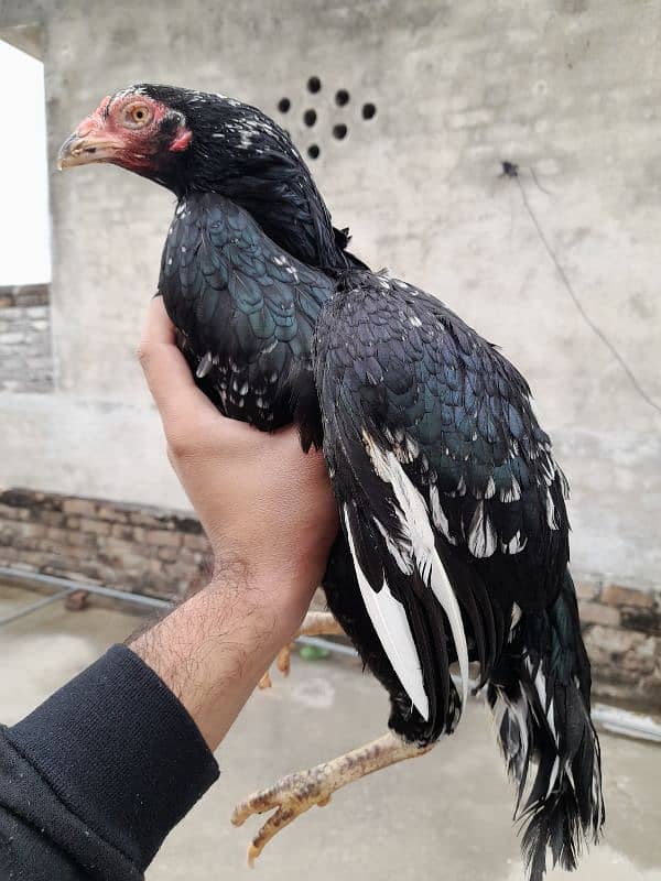 kali cheeni quality aseel hen for sale 4