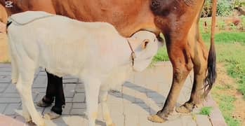 shaiwal cow with nukriii wachiiii