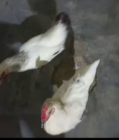 Desi hens