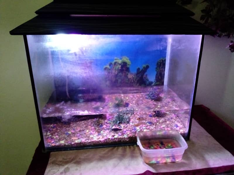 Aquarium With Complete Accessories And Fishes 0