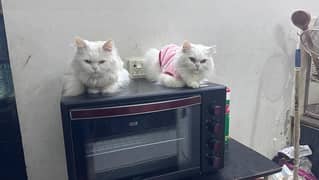 persion cats