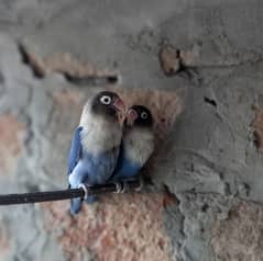 Blue Masked love bird Breeder pair