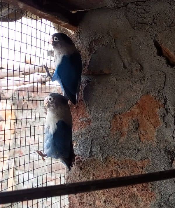 Blue Masked love bird Breeder pair 2