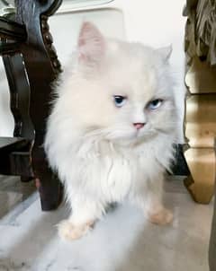 white triple coted male persian breeding cat