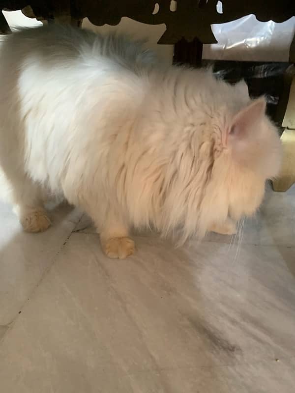 white triple coted male persian breeding cat 2