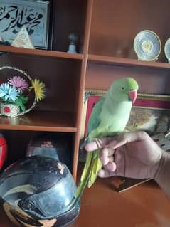 parrot