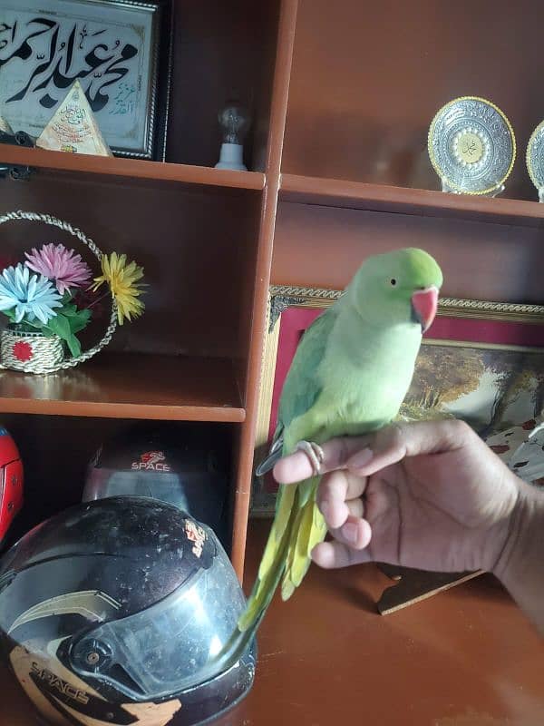 parrot tame talking breeder female 0