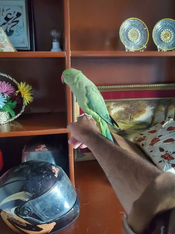 parrot tame talking breeder female 1