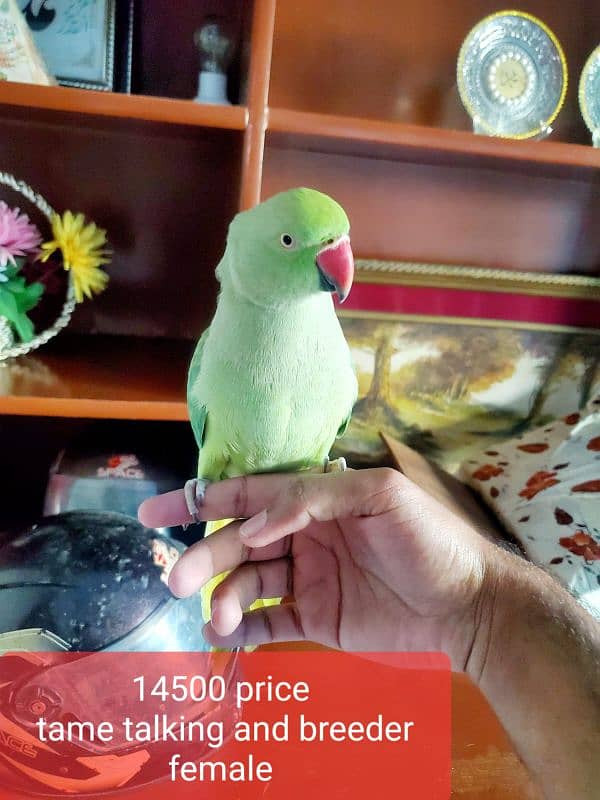 parrot tame talking breeder female 2