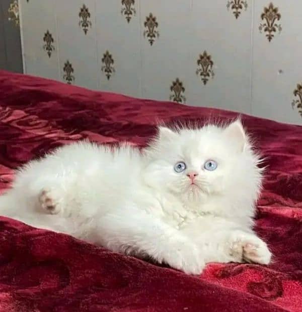 Persian kittens triple coat pair for sale contact whatsap03046501951 2