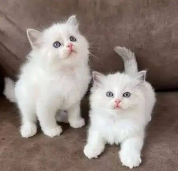 Persian kittens triple coat pair for sale contact whatsap03046501951 1