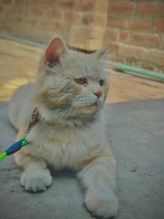 persian cat male