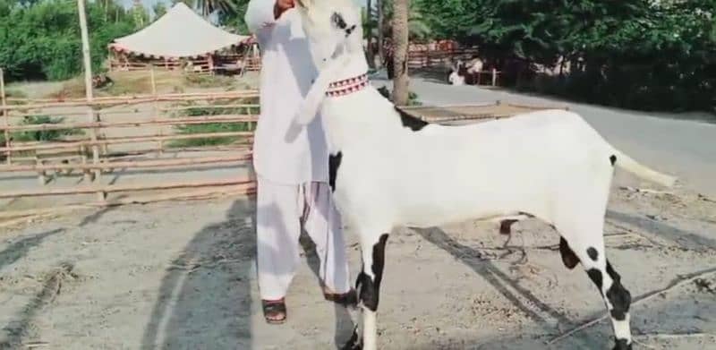 Desi Bakra Urgent For Sale CALL "03134947622 1