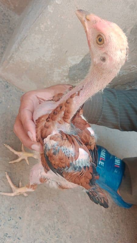 4 Aseel chicks for sale 6