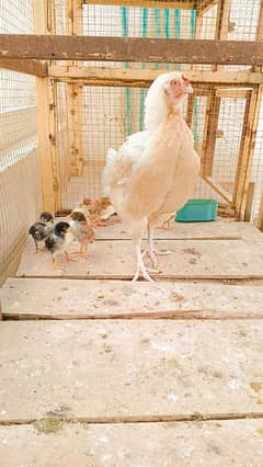 Aseel murghi with 6 chicks