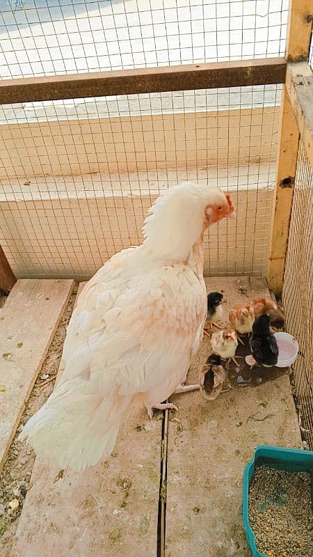 Aseel murghi with 6 chicks 15