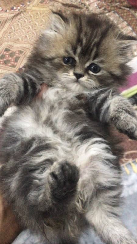 high quality kittens for sale Cash on delivery 2