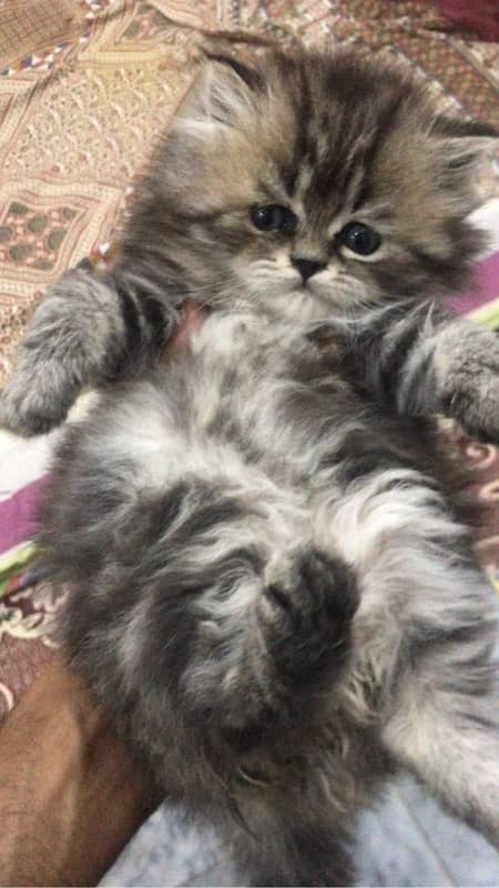 high quality kittens for sale Cash on delivery 3