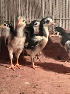 thai pakoye chicks imported bloodline age 1 month