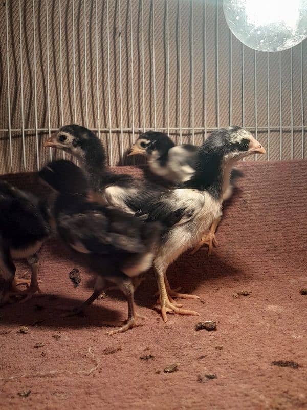 thai pakoye chicks imported bloodline age 1 month 2