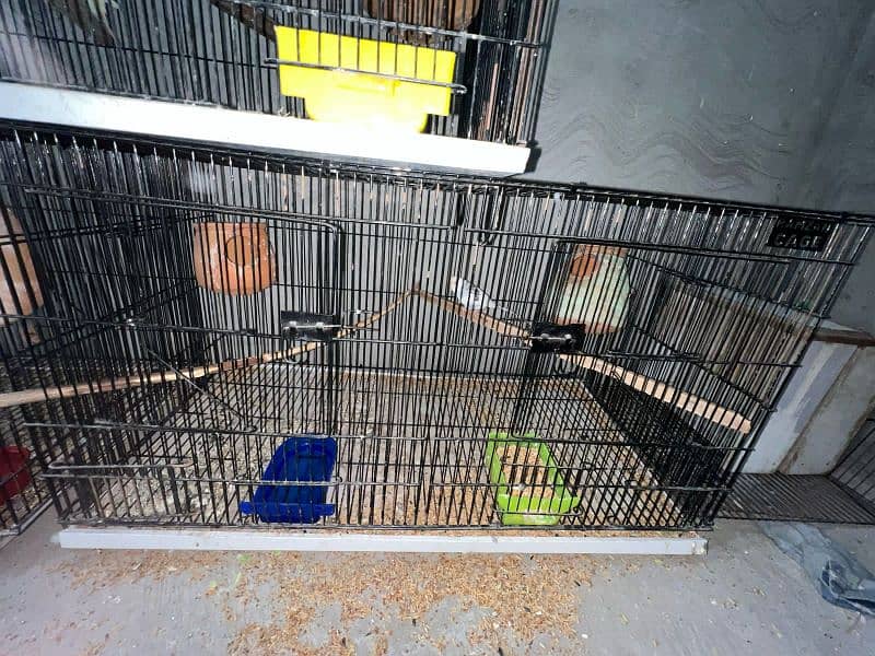 Breeder pair of australian parrots 0