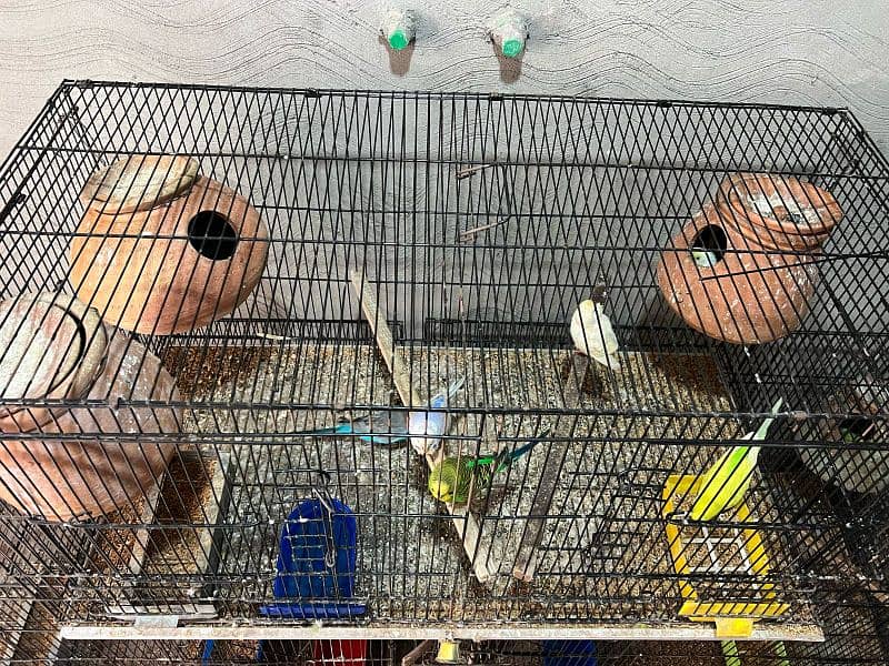 Breeder pair of australian parrots 2