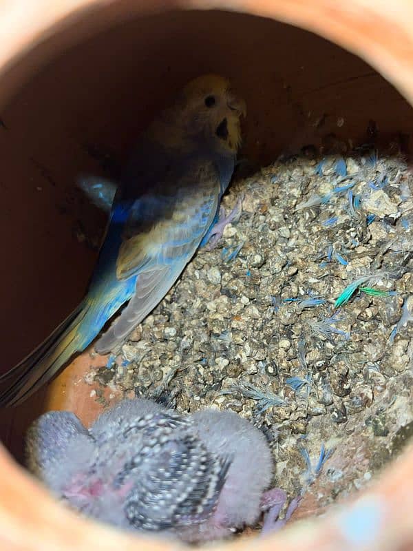 Breeder pair of australian parrots 7