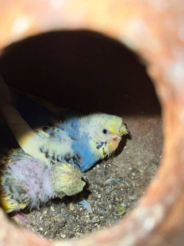 Breeder pair of australian parrots 8