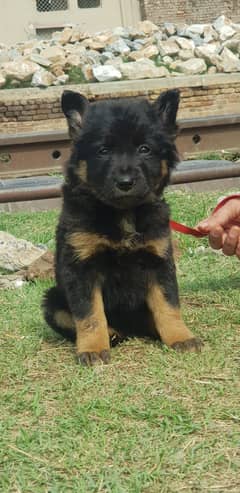 German Shepherd puppy | ldouble coat German Shepherd  puppies| GSD Dog