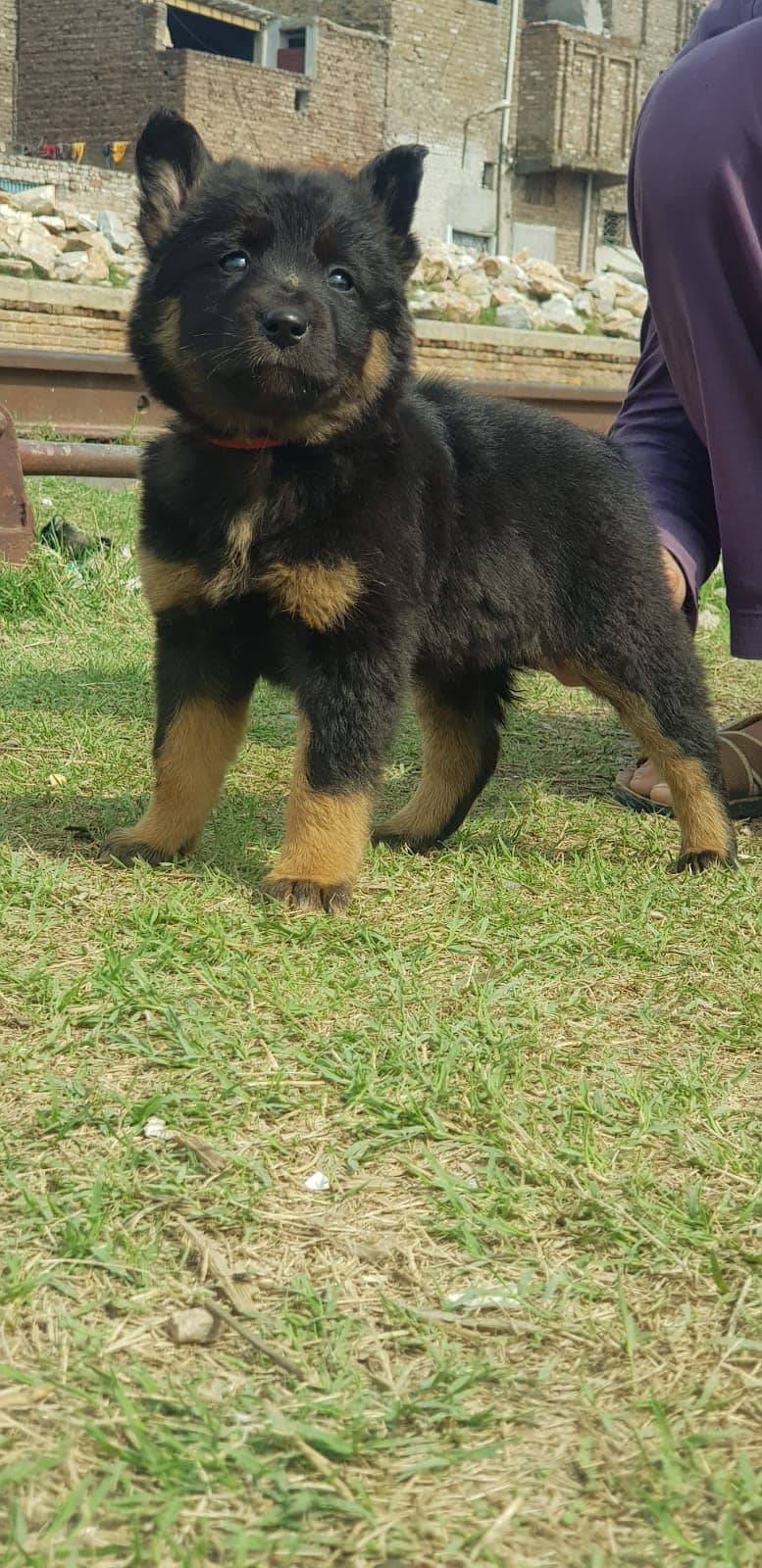 German Shepherd puppy | ldouble coat German Shepherd  puppies| GSD Dog 1