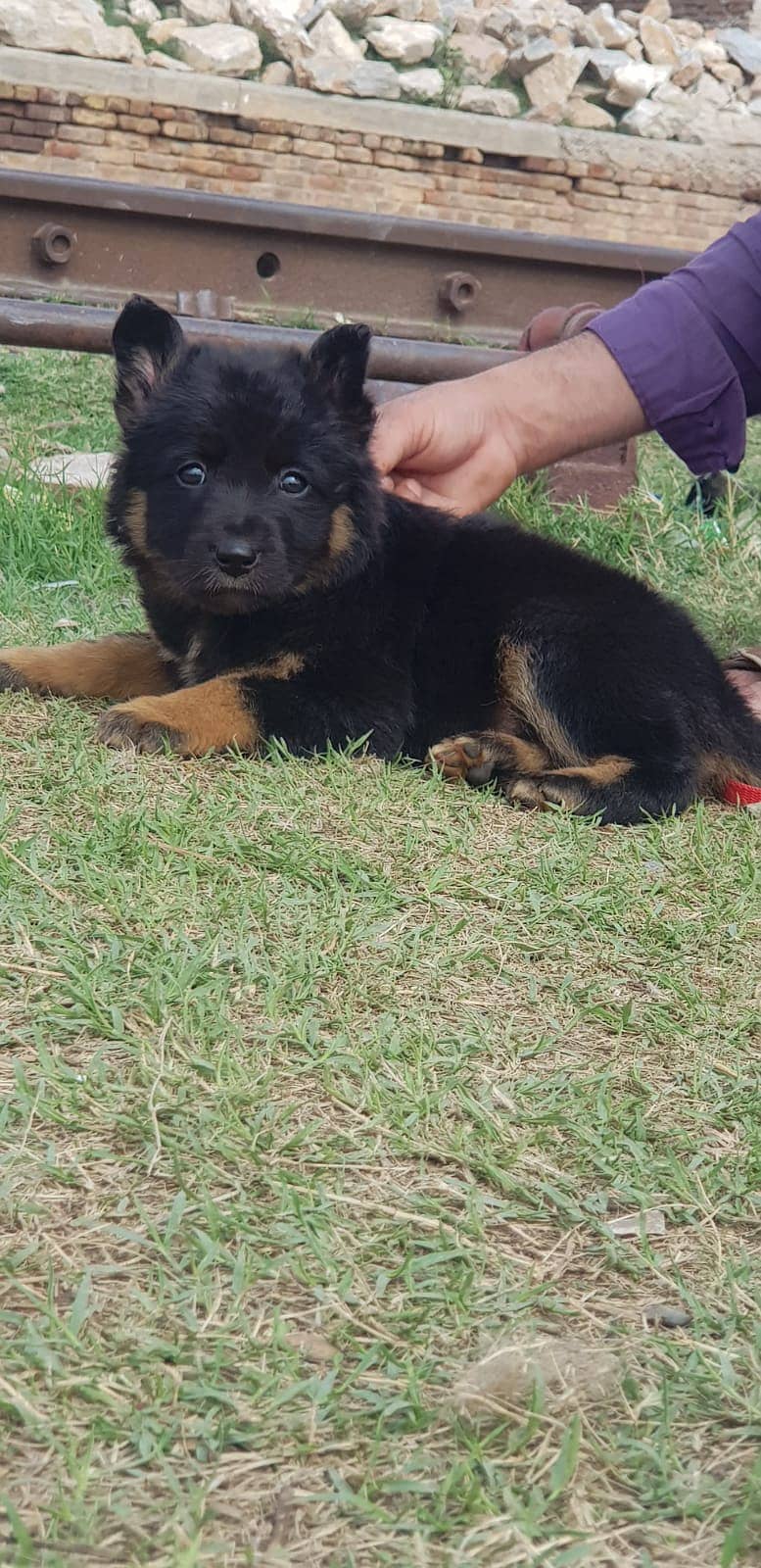 German Shepherd puppy | Double coat German Shepherd puppies| GSD Dog 1