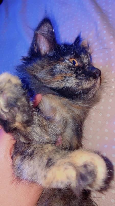 persian kitten punch face trippel coat  3 months 2