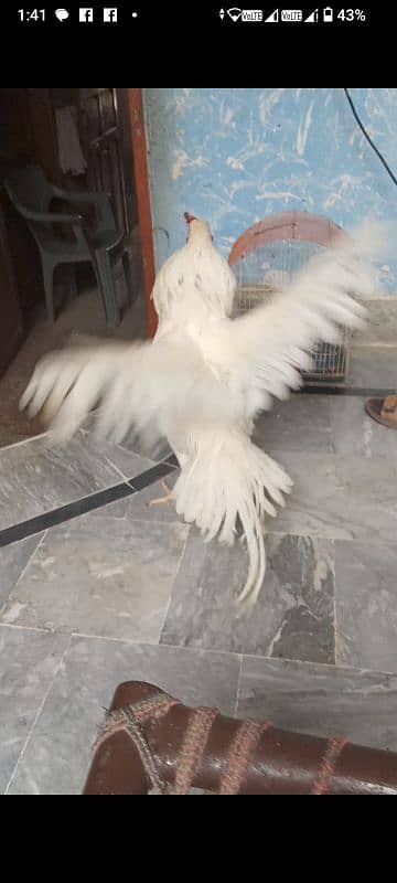 Heera murga for sale bilkul peper white long hight patha 1