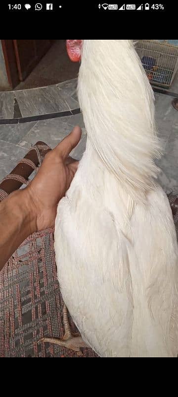 Heera murga for sale bilkul peper white long hight patha 2