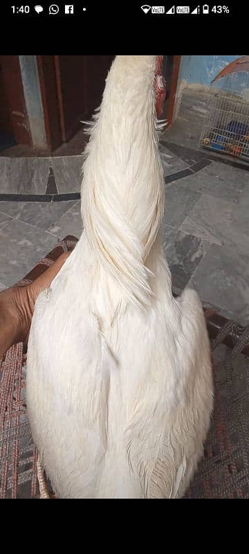 Heera murga for sale bilkul peper white long hight patha 3