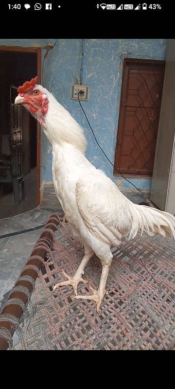 Heera murga for sale bilkul peper white long hight patha 4