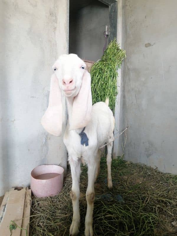 Bakri Goat 0