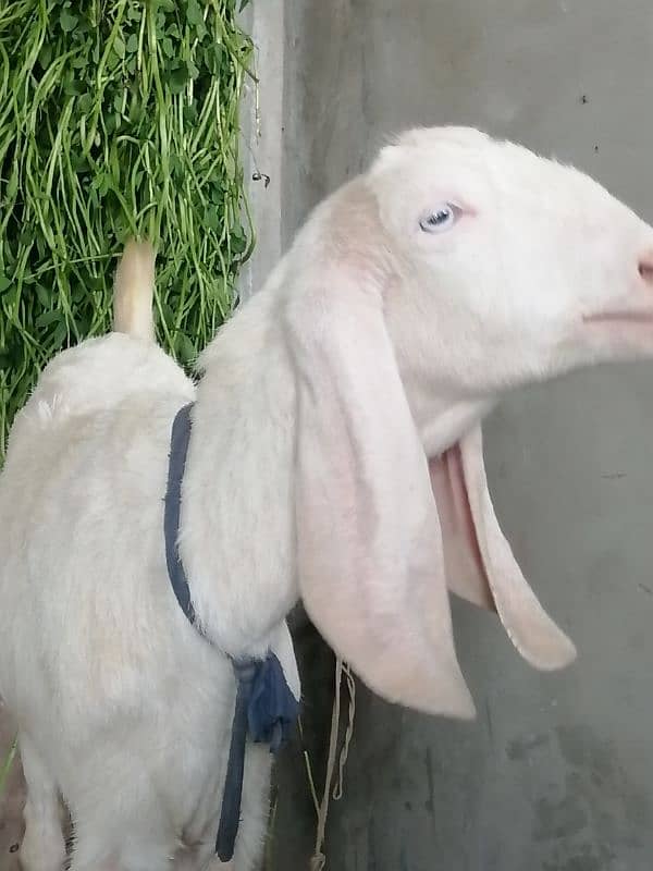 Bakri Goat 1