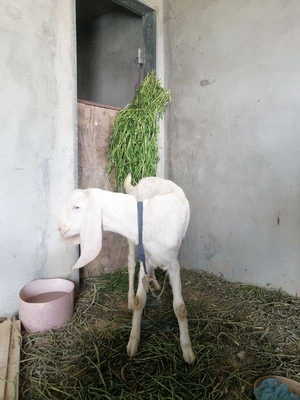 Bakri Goat 2