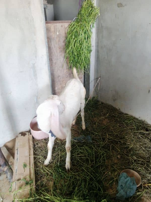 Bakri Goat 4