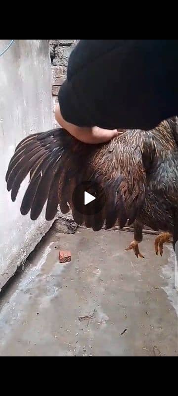 Aseel Thai cross  hen breed ke liye ready ha 0