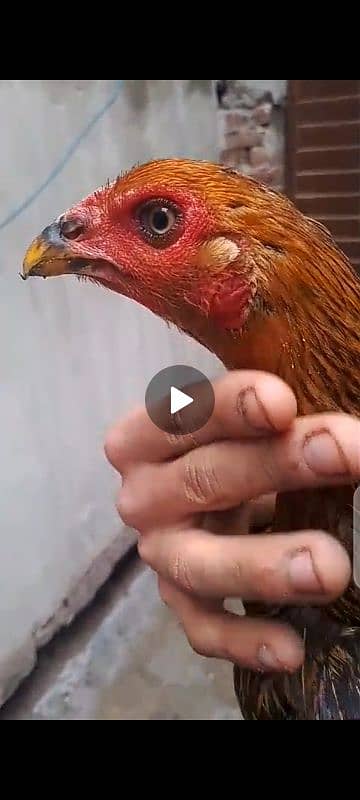 Aseel Thai cross  hen breed ke liye ready ha 1