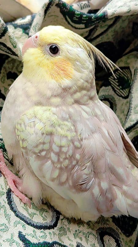 Hand tamed cockatiel 1