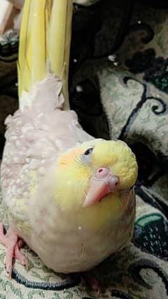 Hand tamed cockatiel