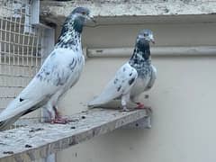 Sohail Ansar Prince Kamagar pair