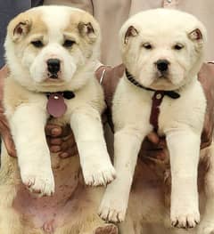 Alabai dog | King Alabai pair | security dog for sale | Alabai Breed