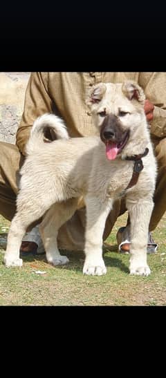 Kurdish Kangal Male Puppy For Sale