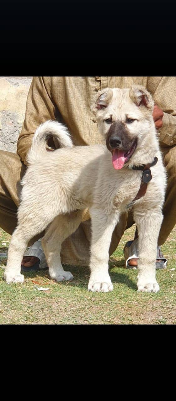 Kurdish Kangal Male Puppy For Sale 0